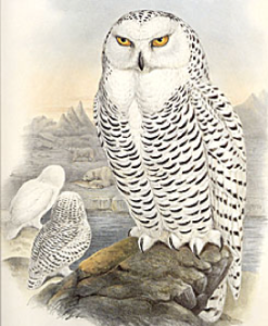 Snowy Owl by John Gould
